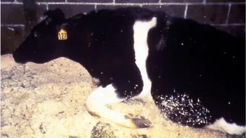 Getty Images Cow infected with BSE. Pictured in 2003