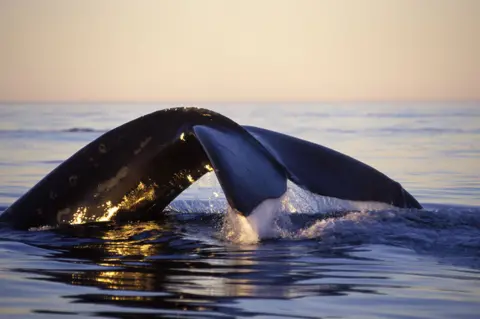 Getty Images Northern right whale in Bay of Fundy