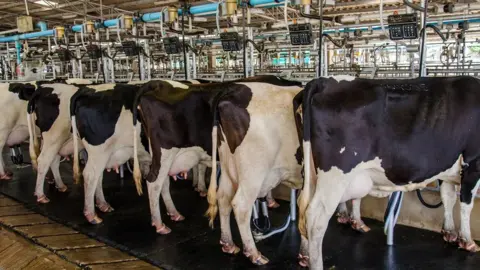 Getty Images Cows being milked