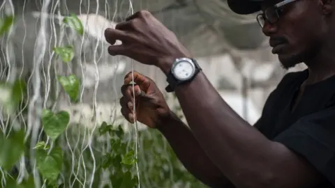 Getty Images Farmer looking at crop