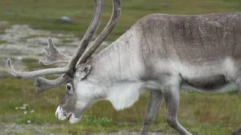 BBC Few places are experiencing the effects of climate change as vividly as the Arctic. Scientists say temperatures in the far north have risen by more than two degrees Celsius since the industrial revolution, twice the global average.