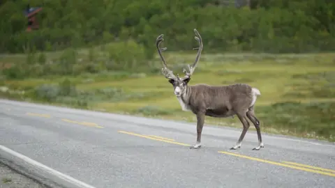 BBC A reindeer crosses the road in Sami, northern Norway