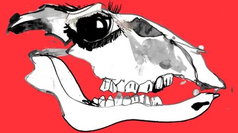 BBC cow skull
