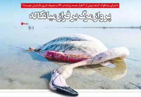 Ebtekar  Front page image of dead flamingo, Ebtekar newspaper, Iran, January 2020
