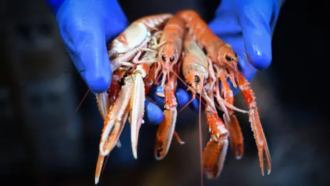 Getty Images Prawns