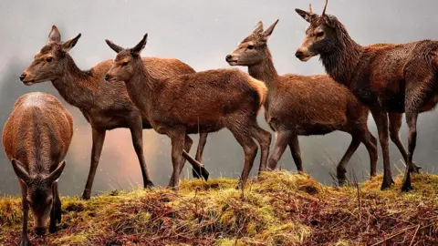 Getty Images Scottish red deer