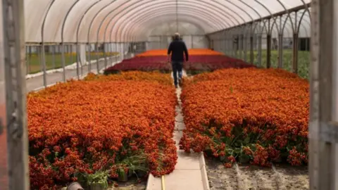 Getty Images Garden centres in England and Wales are set to reopen