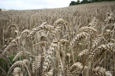 Tim Nicholson Wheat field