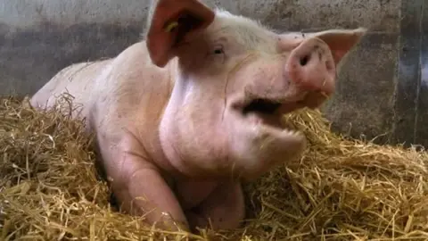 BBC Pig