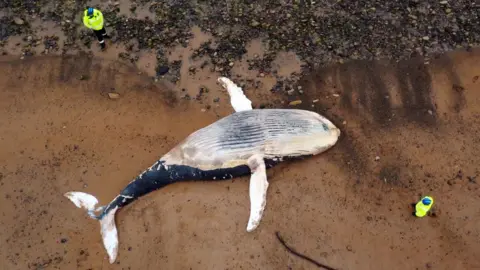 PA Media Aerial view of the whale on the beach