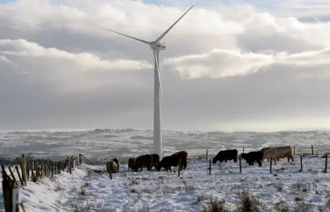 Pacemaker Cattle grazing in a field featuring a wind turbine on Divis Mountain