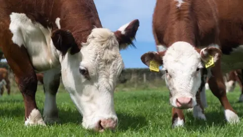 Getty Images Herd of Hereford beef cattle in the English landscape, Cumbria, UK.