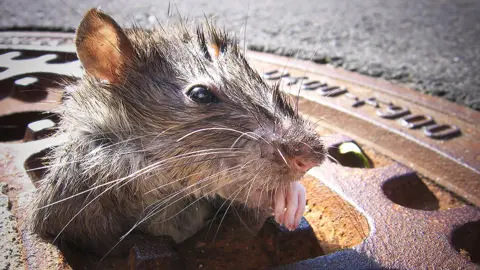 Getty Images Rat peeking out of a manhole cover