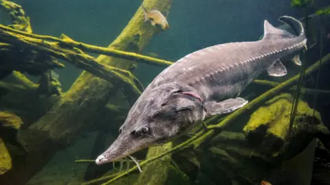 Getty Images A beluga sturgeon