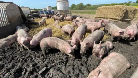 Shaun Whitmore/BBC Pigs in mud