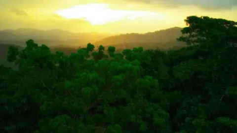 Getty Images A rainforest in Panama