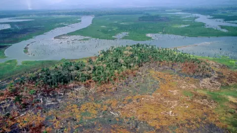 Getty Images Deforestation in Panama