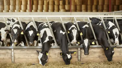 Getty Images Dairy cows in shed
