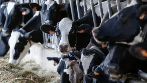 Reuters Cows eating silage in a shed