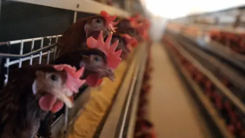 Getty Images Picture taken 23 October 2005 shows caged battery hens in a chicken farm near Skopje, Macedonia.