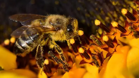 Getty Images A bee