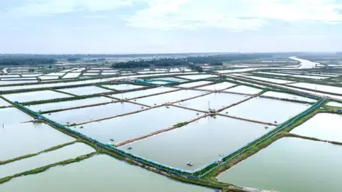 AquaConnect Shrimp farm in Jagatsinghpur, Odisha, India