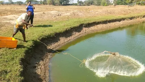 AquaConnet Shrimp farm in Jagatsinghpur, Odisha, India