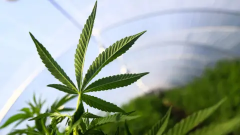 Reuters A marijuana leaf is pictured