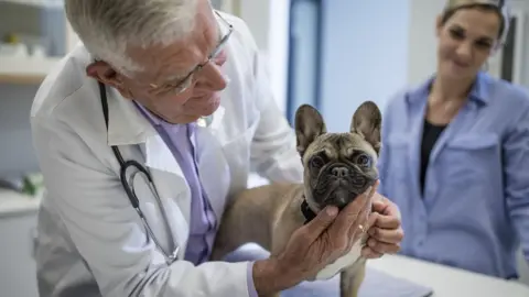 Getty Images A dog and owner with the vet