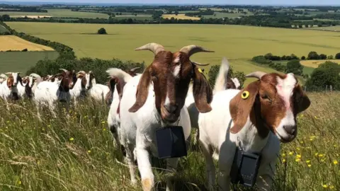 Laura Corbett  Does of Boer goats