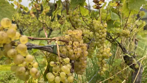 BBC Photo of white grapes on the vine