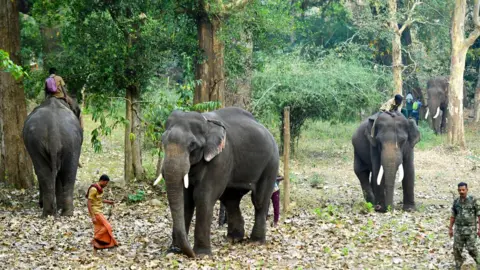 Arun Chandrabose Trained elephants of forest department in Wayanad on the mission to catch rogue ones