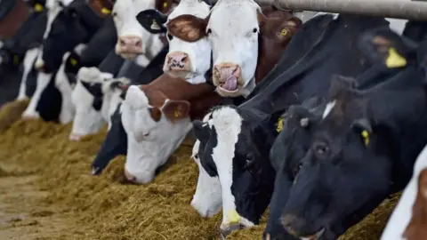 Getty Images Dairy cows generic