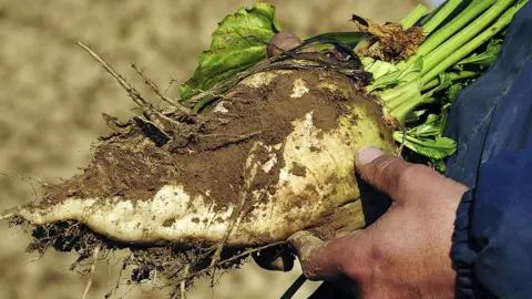 Getty Images Sugar beet