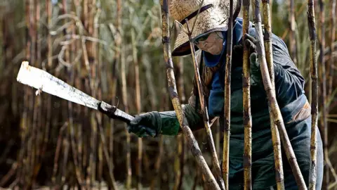 Getty Images Sugar cane farmer