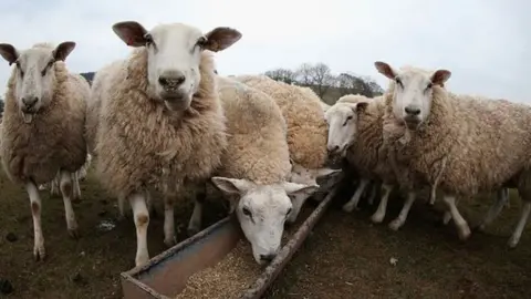 Chris Jackson/Getty Images sheep