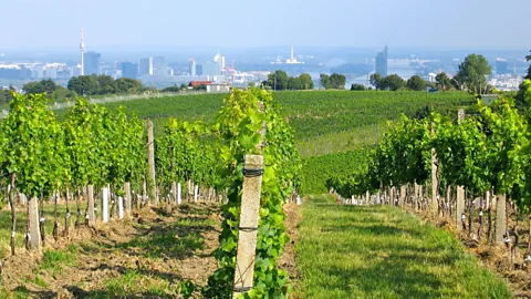 Downtown Vienna, Austria, seen from Fritz Wieningerâs vineyards. (Bethany Bell)