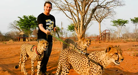 cheetahs in Livingstone, Zambia Marcello Arrambide