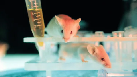 Alamy Mice can detect a cocktail of chemical cues - but not humans (Credit: Alamy)