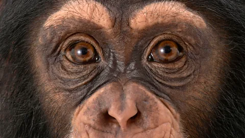 Alamy There's little evidence that we or our primate cousins can detect airborne chemicals in the same way as mammals such as mice (Credit: Alamy)