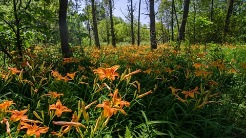 Sarah Hewitt Depot Harbour, Ontario, Canada