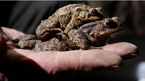 Sean Gallup/Getty Images In many animal species the female is larger than the male, like these two toads (Credit: Sean Gallup/Getty Images)