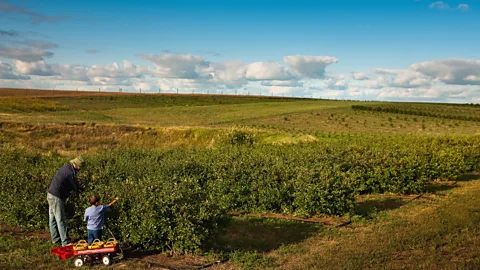 Greg Huszar Photography/Tourism Saskatchewan The story of the prairie cherry inspired Dean Kreutzer, owner of Over the Hill Orchards (pictured), to learn to breed fruit (Credit: Greg Huszar Photography/Tourism Saskatchewan)