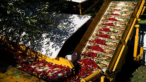 Bloomberg/Getty Images Saskatchewan’s cherries are the right size to be mechanically harvested, which is key to commercial fruit production (Credit: Bloomberg/Getty Images)