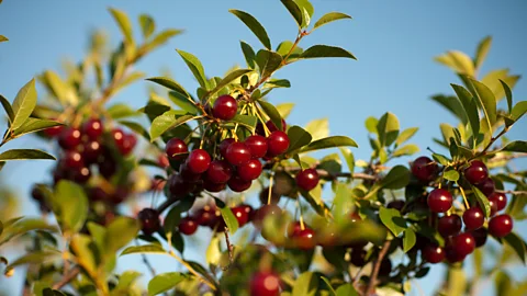 Greg Huszar Photography/Tourism Saskatchewan Prairie cherries are tart and can be eaten straight from the tree (Credit: Greg Huszar Photography/Tourism Saskatchewan)