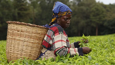 John Cancalosi/Alamy Local communities in Kenya have traditional environmental protection systems in place (Credit: John Cancalosi/Alamy)