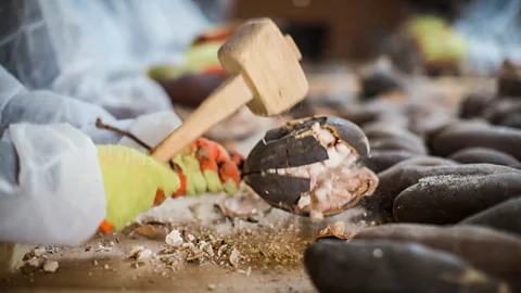 Aduna The baobab fruit dries to a hard husk that needs to be cracked open to get to the dry pulp inside (Credit: Aduna)