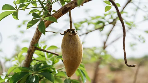 Aduna The baobab fruit dries in the sun for months before it is ready to be harvested, turning from green to brown (Credit: Aduna)
