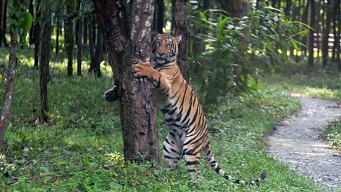 Getty Images Most tigers are not man-eaters; only 10 to 15 are estimated to become persistent predators of humans each year (Credit: Getty Images)