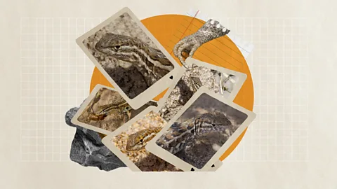 Getty Images/Alamy/Javier Hirschfeld Game theory can help us to decide on the best mating strategy (Credit: Getty Images/Alamy/Javier Hirschfeld).